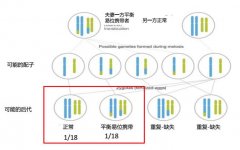 夫妻一方染色体平衡易位怎么办