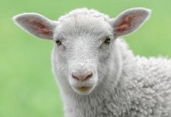 羊能识别人脸，这项发现可能有助于神经退行性