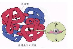 教你看懂地中海贫血电泳报告