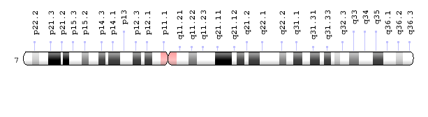 7号染色体图