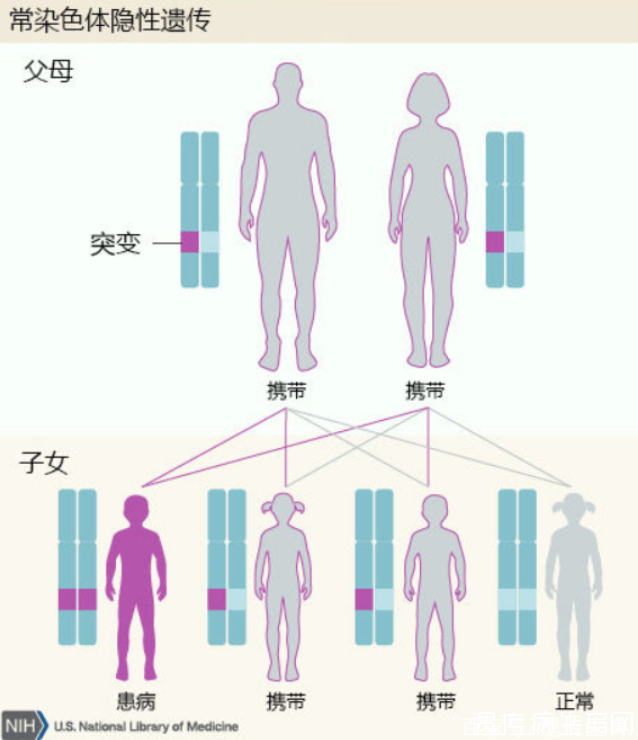 常染色体隐性遗传