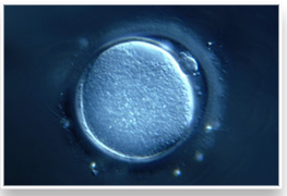 显微镜下的卵子